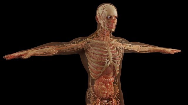 Communication-cellulaire-os-muscles